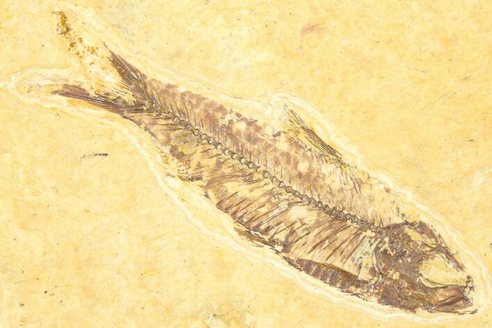 Detailed Fossil Fish (Knightia) - Wyoming #379524
